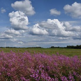 A field in bloom under a summer sky by Claude Laprise