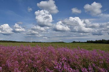 Een veld in bloei onder een zomerhemel van Claude Laprise