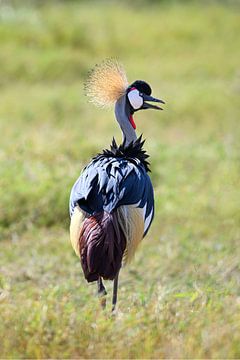 Schönes Bild eines Graukronenkranichs in Afrika