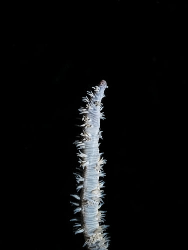 Cirrhipathes