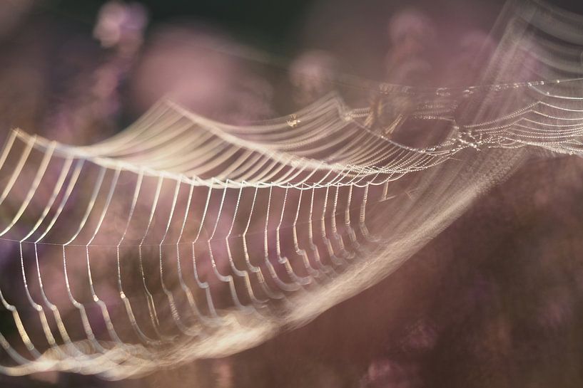 Spinnenweb in het zonnetje van Astrid Brouwers