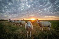 Curious Sheep by Jaap Terpstra thumbnail