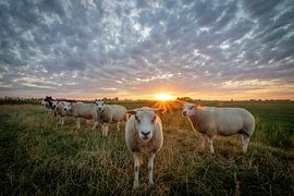 Curious Sheep by Jaap Terpstra