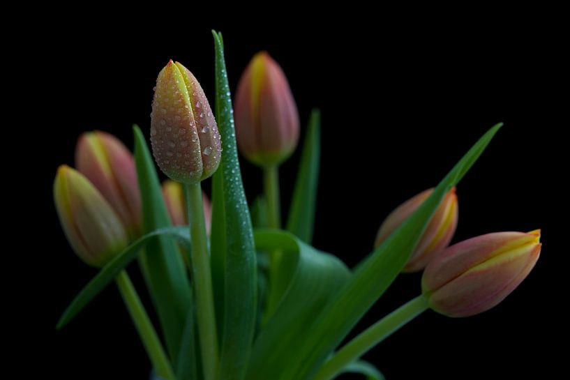 tulips by Tilo Grellmann