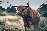 Schotse hooglander van Chantal Golsteijn thumbnail