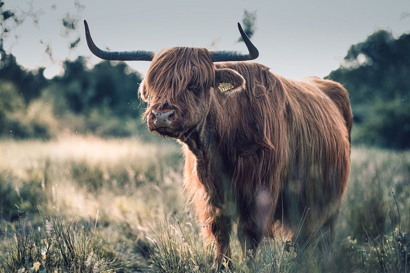 Schotse hooglander van Chantal Golsteijn