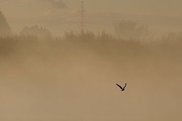 Einsamer Vogel von Wim Heirbaut
