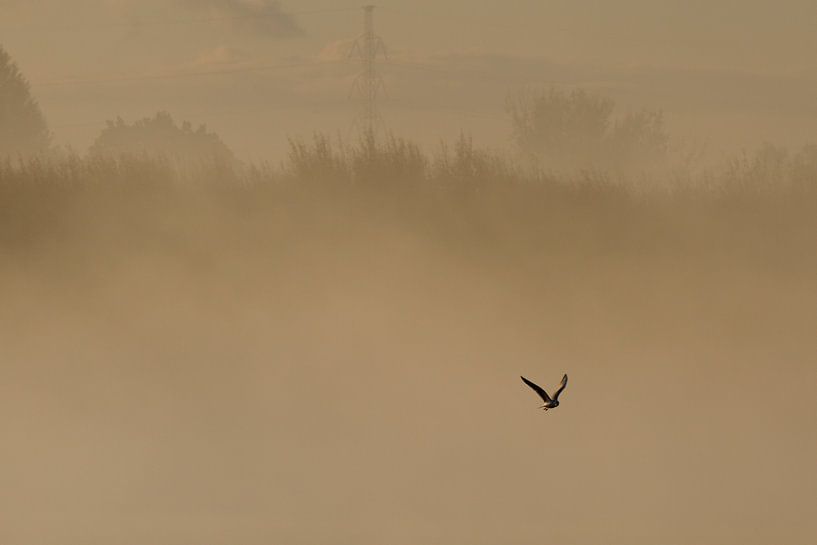 Eenzame vogel van Wim Heirbaut