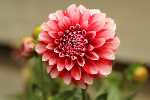 Dahlia