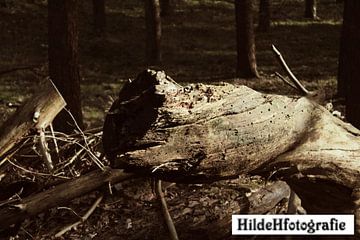 Trunk by Hilde Hofstede