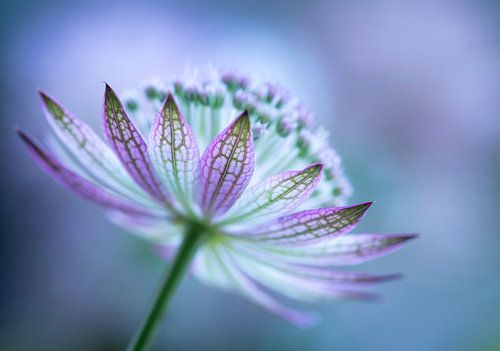 Embracing life by Christl Deckx