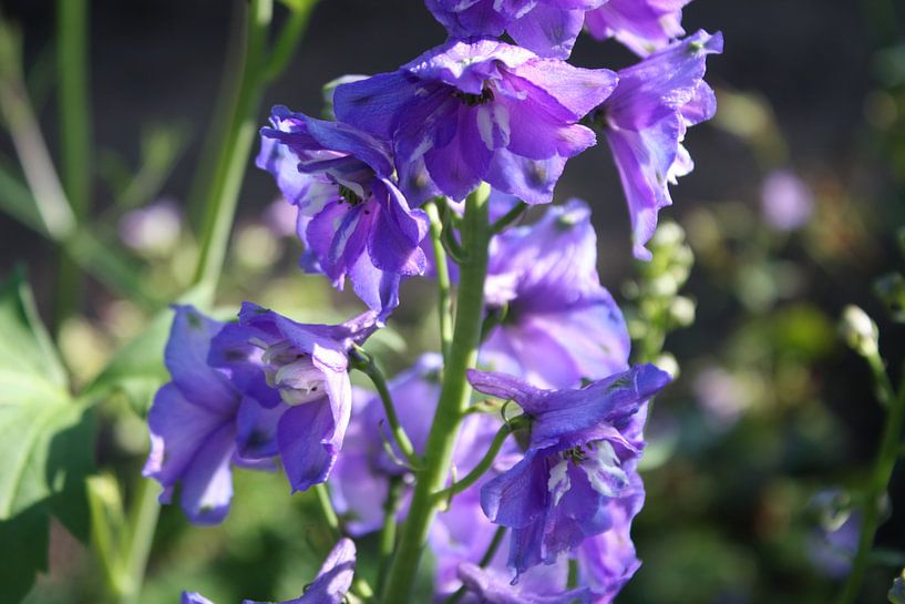 Delphinium by Jose Vink