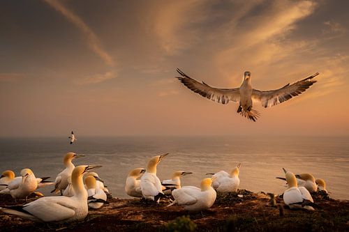 Honey I'm Home - Landende Jan van Gent