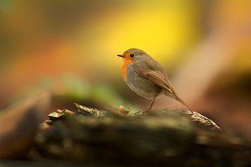 Roodborst van peter reinders