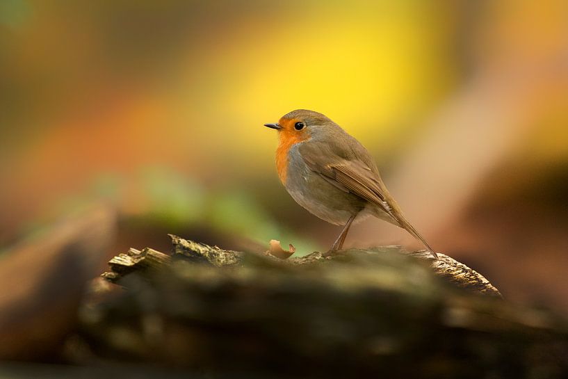Roodborst van peter reinders