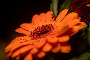 Ahh, wie schön du bist, orangefarbene Blumendetails von Jolanda de Jong-Jansen