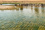 Konik paarden in het water. von Brian Morgan Miniaturansicht