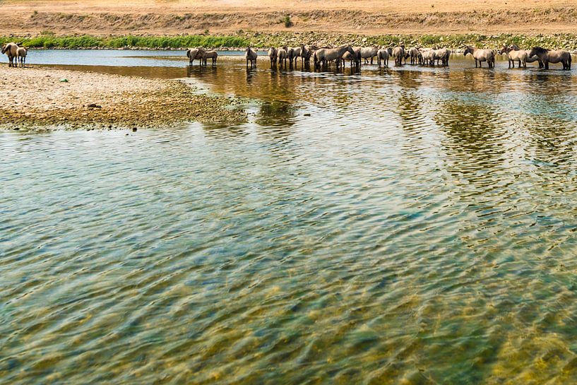 Konik paarden in het water. von Brian Morgan