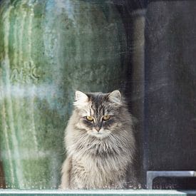 Persian window cat by Tot Kijk Fotografie: natuur aan de muur