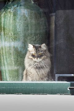 Persian window cat