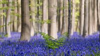 sailing in the Hallerbos