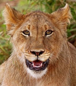 Young lion - Africa wildlife sur W. Woyke