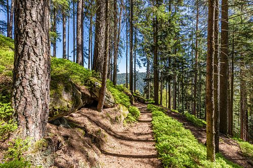Hiking trail in Bad Wildbad in the Black Forest by Werner Dieterich