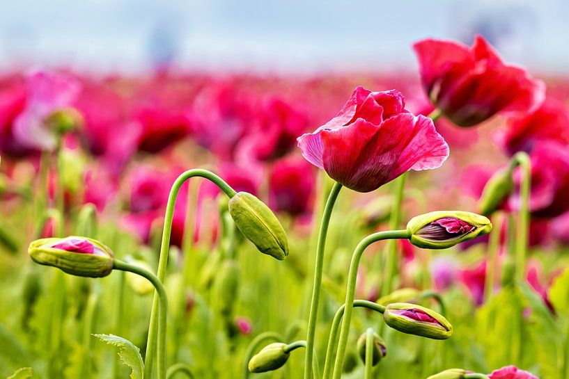 Die Mohnblüte von Roland Brack