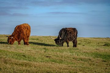 2 grazende schotse hooglanders