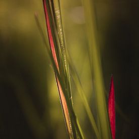 Grünes rotes Gras dunkel und stimmungsvoll von Sandra Hazes