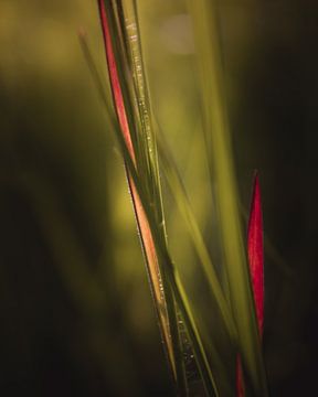 Grünes rotes Gras dunkel und stimmungsvoll von Sandra Hazes