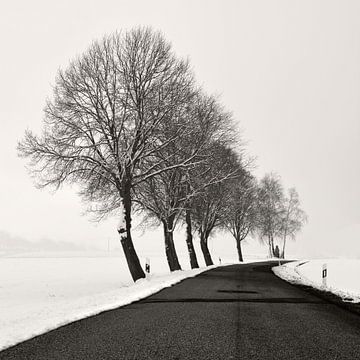 Winter Avenue van Lena Weisbek