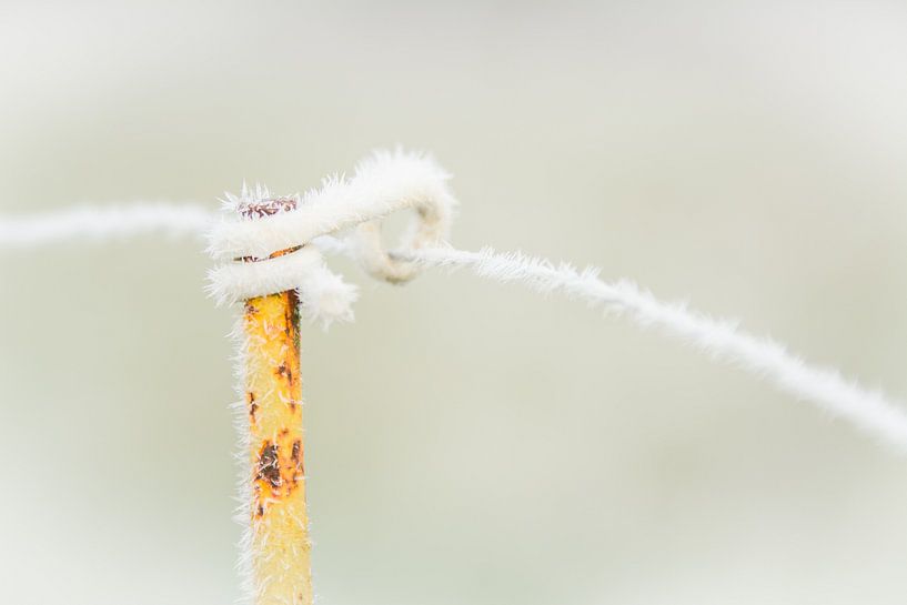 Frozen by Frans Scherpenisse