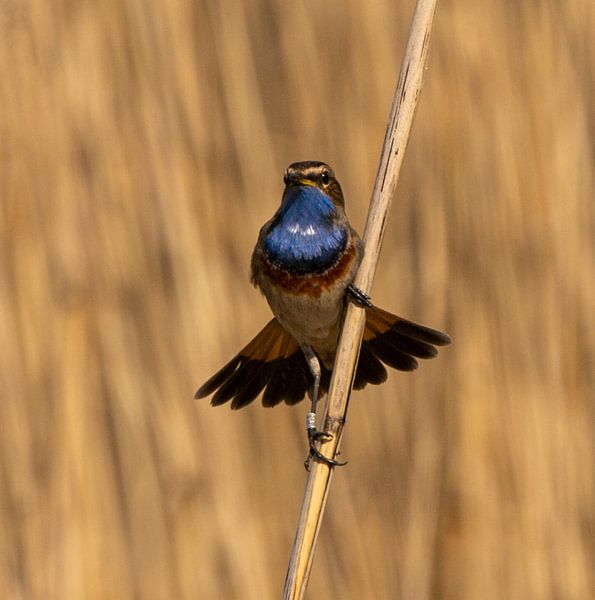 Blaukehlchen. von Wouter Van der Zwan