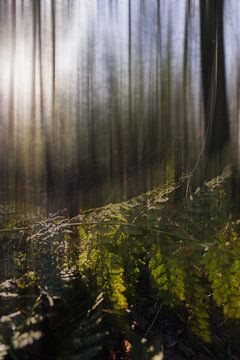 Magisch bos van Wolbert Erich