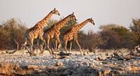 Girafes au puits d'eau en Afrique