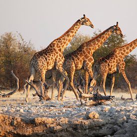 Girafes au puits d'eau en Afrique sur Jeffrey Groeneweg