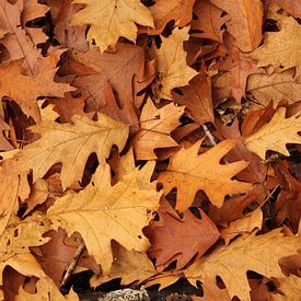 Herfst bladeren  (Amerikaanse eik) van Frans Roos