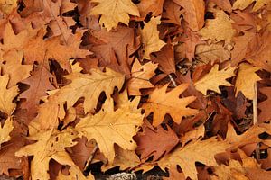 Herfst bladeren  (Amerikaanse eik)