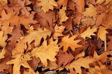 Herfst bladeren  (Amerikaanse eik) van Frans Roos