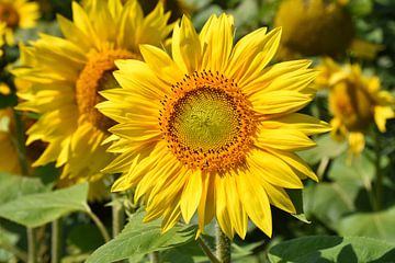 Eine Sonnenblume auf einem Feld von Claude Laprise