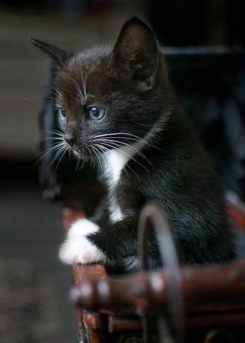 Little black kitten in doll car
