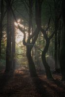 Dancing trees