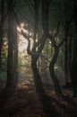 Dancing trees by Tim Rensing thumbnail