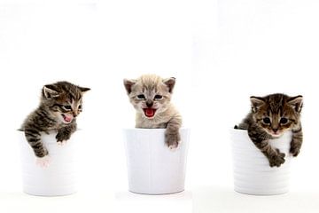 Kattenbakjes van Tesstbeeld Fotografie