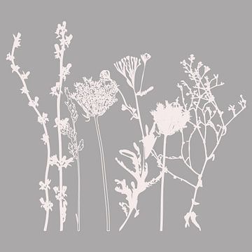 Modern Botanical Art. Flowers, plants, herbs and grasses in grey and white no. 4 by Dina Dankers