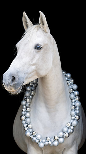 Arabian mare with a silver Christmas wreath against a black background
