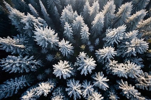 Besneeuwde bomen in winterse boslandschap