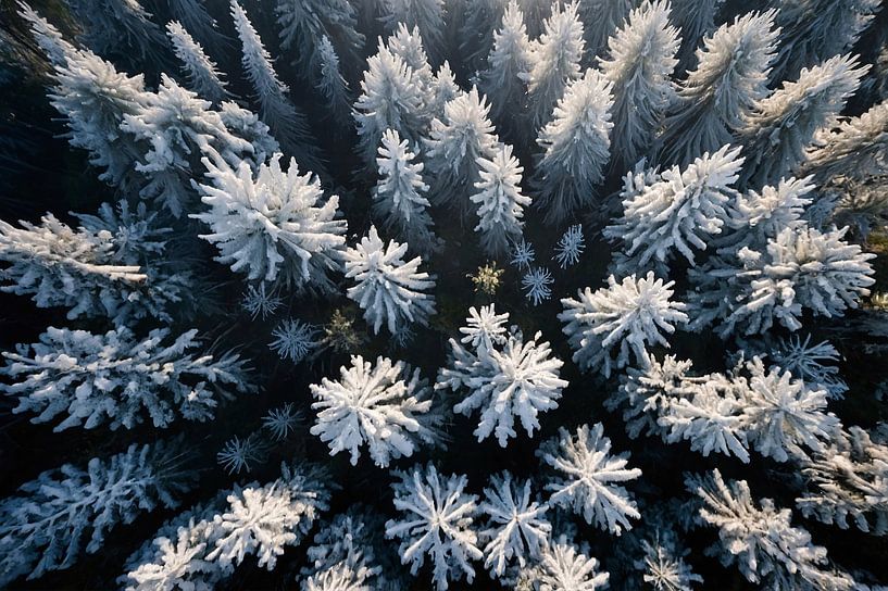Besneeuwde bomen in winterse boslandschap van Art & Soul Creations