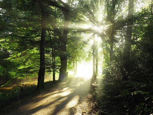Mooi natuurlijk licht op een pad in een bos